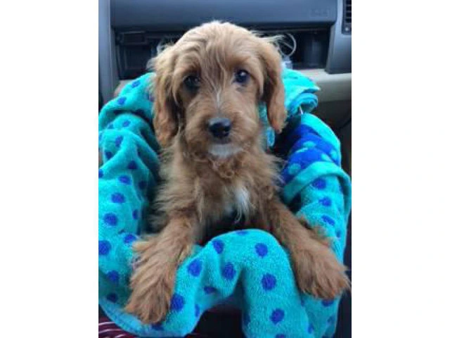 15 weeks Female Cavapoo Puppy for sale - 2/8