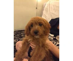 15 weeks Female Cavapoo Puppy for sale - 3