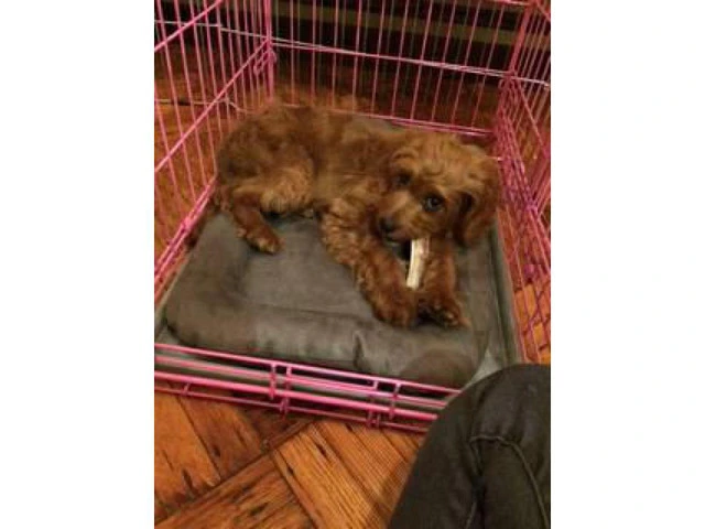 15 weeks Female Cavapoo Puppy for sale - 7/8