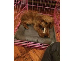 15 weeks Female Cavapoo Puppy for sale - 7