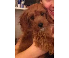15 weeks Female Cavapoo Puppy for sale - 8