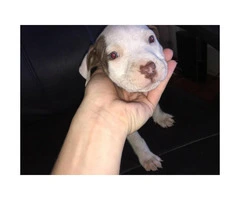 Pit Bull Puppies Red Nose - 1