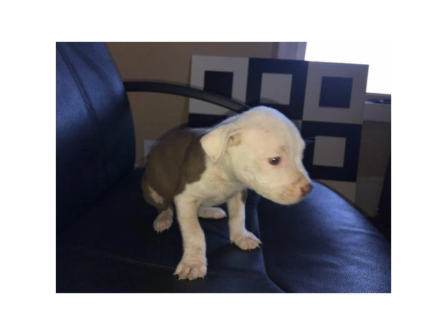 Pit Bull Puppies Red Nose - 2/5