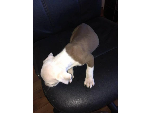 Pit Bull Puppies Red Nose - 3/5
