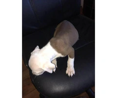 Pit Bull Puppies Red Nose - 3