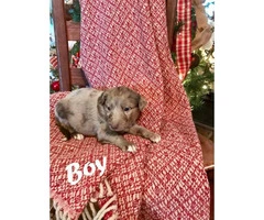 Border Aussie  Puppies for sale before Christmas