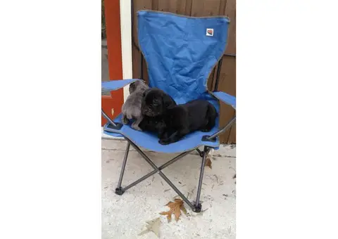 7 week old black or brindle Cane Corso Puppies