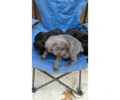 7 week old black or brindle Cane Corso Puppies - 2