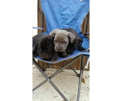7 week old black or brindle Cane Corso Puppies - 3