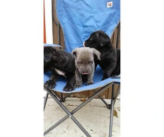 7 week old black or brindle Cane Corso Puppies - 4