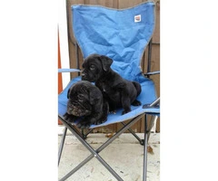 7 week old black or brindle Cane Corso Puppies - 5