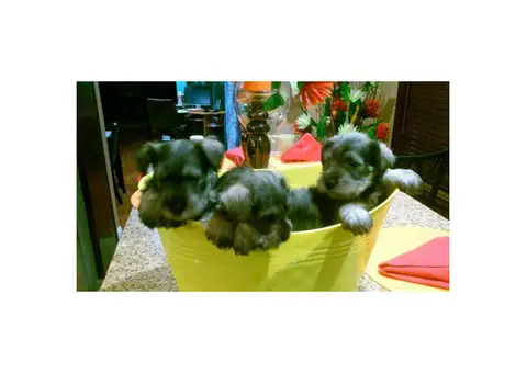 8 weeks old Miniature Schnauzer Puppies