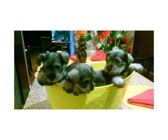 8 weeks old Miniature Schnauzer Puppies - 1