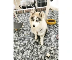 Husky for Sale with cage & plenty of toys
