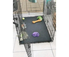Husky for Sale with cage & plenty of toys - 2