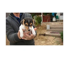Jack Russell Terriers for Sale Ready for Christmas