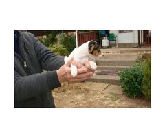 Jack Russell Terriers for Sale Ready for Christmas - 2