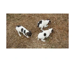 Jack Russell Terriers for Sale Ready for Christmas - 3