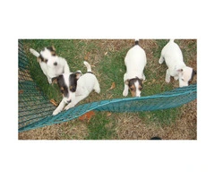 Jack Russell Terriers for Sale Ready for Christmas - 5