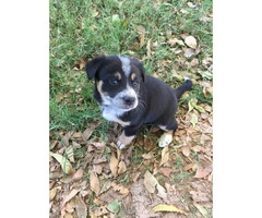 Blue Heeler for sale - 4 Puppies Available