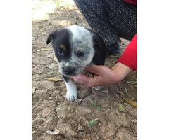 Blue Heeler for sale - 4 Puppies Available - 3