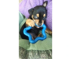 4 months old Chihuahua for sale - 2