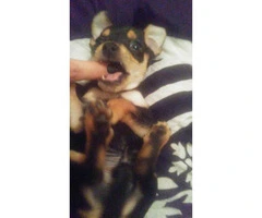 4 months old Chihuahua for sale - 4