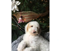 Standard poodle puppy for sale - 1