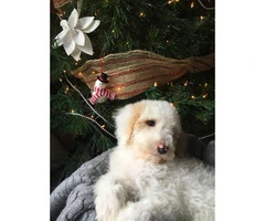 Standard poodle puppy for sale - 3