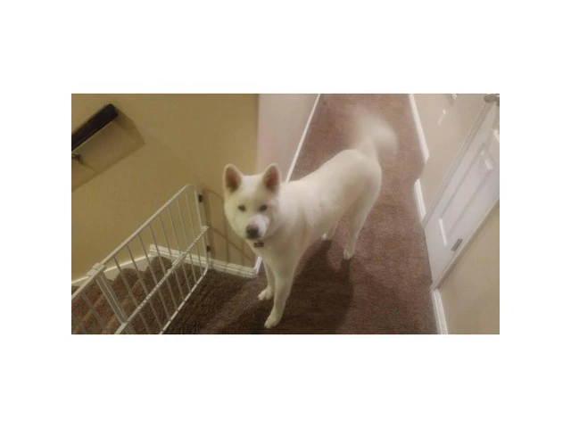 Japanese Akita for Sale Pure White