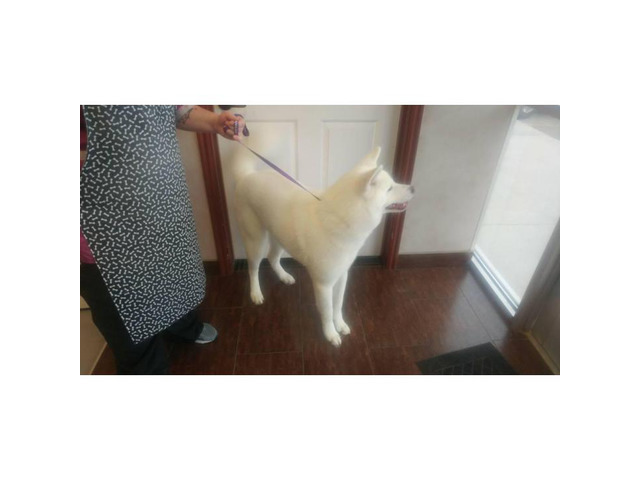 Japanese Akita for Sale Pure White Salt Lake City - Puppies for Sale