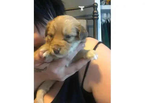 Mutt Puppies for Sale - full grown