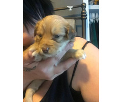 Mutt Puppy for sale by owner - Puppies 