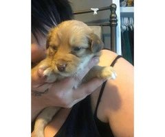 Mutt Puppies for Sale - full grown