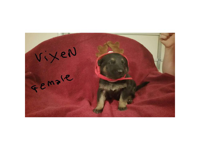 German Shepherd puppies for sale - 7 Available in ...