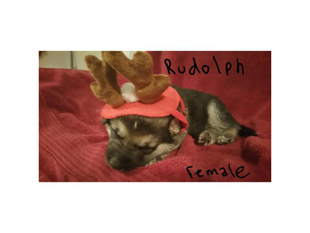 German Shepherd puppies for sale - 7 Available in ...