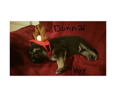 German Shepherd puppies for sale - 7 Available - 7