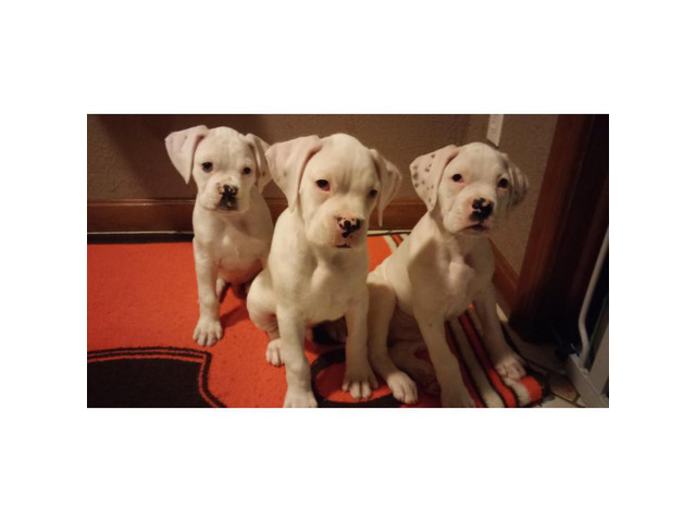 european boxer puppies for sale near me