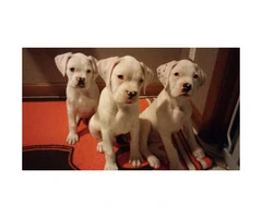 Purebred boxer puppies