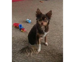 Long hair Chihuahua for sale