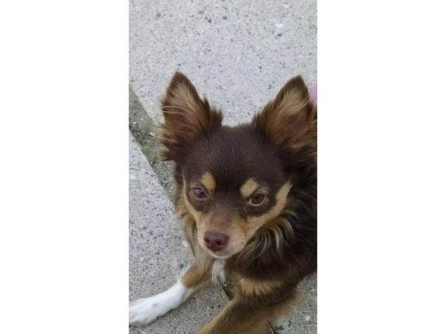 Long hair Chihuahua for sale in Detroit, Michigan