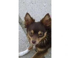 Long hair Chihuahua for sale - 2