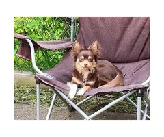 Long hair Chihuahua for sale - 3