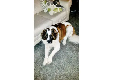 Saint Bernand for Sale - Pure bred no papers