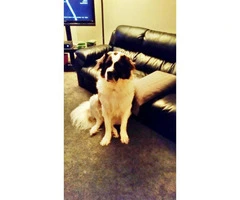 Saint Bernand for Sale - Pure bred no papers - 2