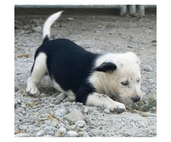 2 Border Collie Puppies for Sale - Black and White