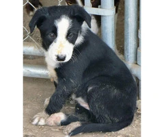 2 Border Collie Puppies for Sale - Black and White - 2