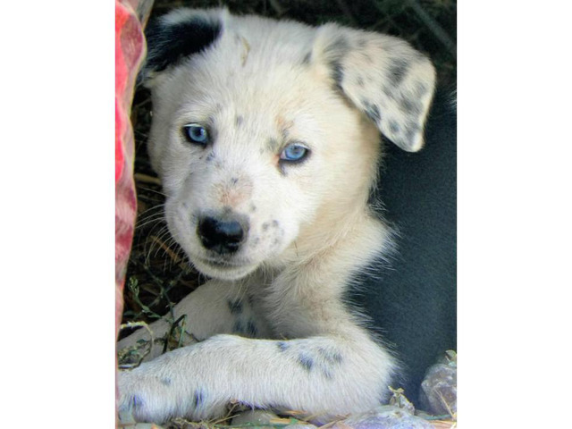 2 Border Collie Puppies for Sale - Black and White in ...