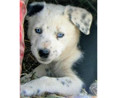 2 Border Collie Puppies for Sale - Black and White - 3