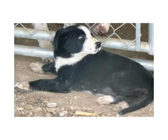 2 Border Collie Puppies for Sale - Black and White - 4
